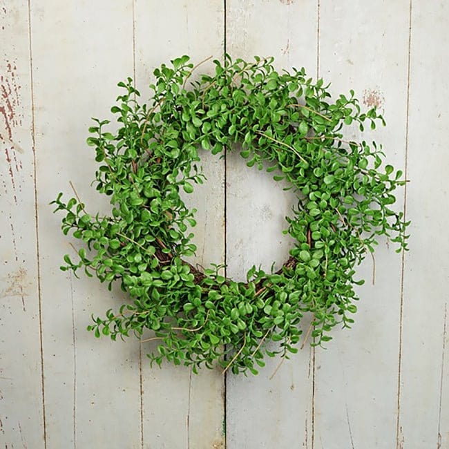 Evergreen Boxwood Wreath 20&quot; Outer Diameter - Twig Base-Impressive Enterprises-The Village Merchant