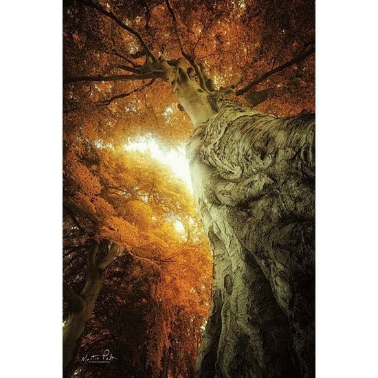 Look Up Autumn By Martin Podt Art Print - 12 X 18-Penny Lane Publishing-The Village Merchant