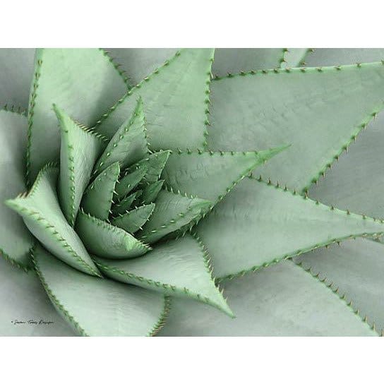 Pointy Tip Succulent By Seven Trees Art Print - 12 X 16 - The Village  Merchant
