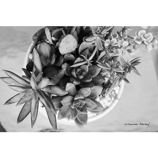 black and white succulent photography Top View Succulents By Melissa Hanley Art Print