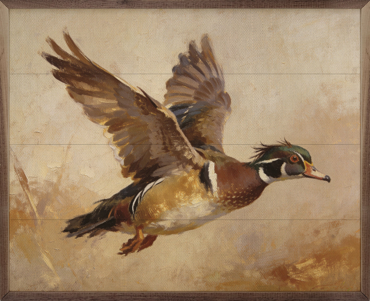 Wood Duck In Flight Autumn Light Printed and Framed Wall Sign