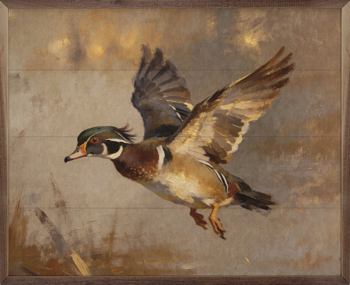 Wood Duck In Flight Over Pond Printed and Framed Wall Sign