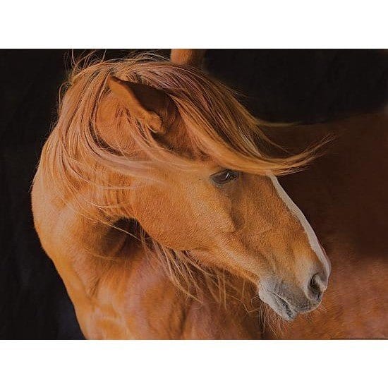 Beautiful Mane By JG Studios Art Print - 12 X 16-Penny Lane Publishing-The Village Merchant