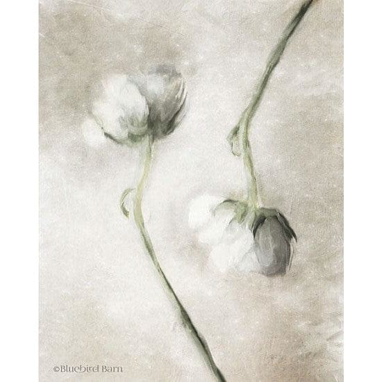 Penny Lane Publishing Blush Ranunculus Duo By Bluebird Barn Art Print - 12 X 16