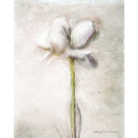 Penny Lane Publishing Blush Ranunculus Solitary By Bluebird Barn Art Print - 12 X 16