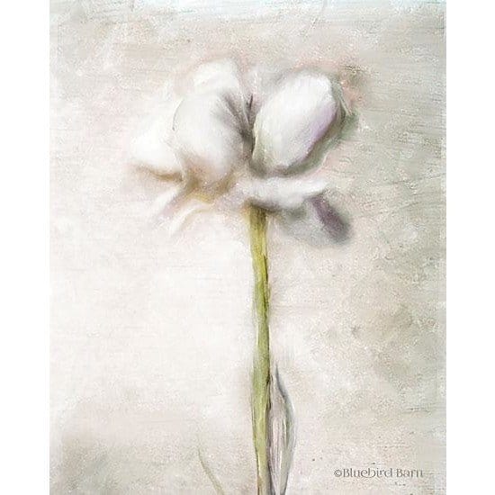 Blush Ranunculus Solitary By Bluebird Barn Art Print - 12 X 16-Penny Lane Publishing-The Village Merchant