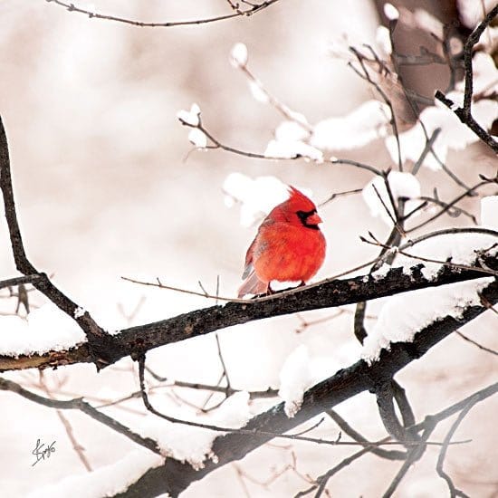 Cardinal I By Justin Spivey Art Print - 12 X 12-Penny Lane Publishing-The Village Merchant