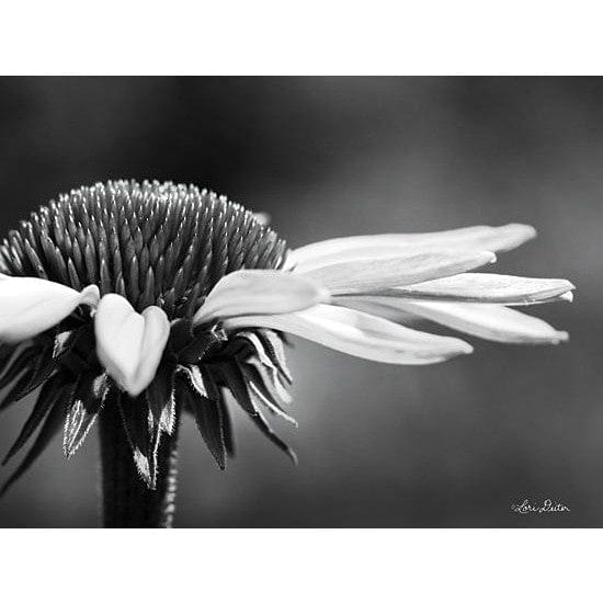 Penny Lane Publishing Coneflower By Lori Deiter Art Print - 12 X 16