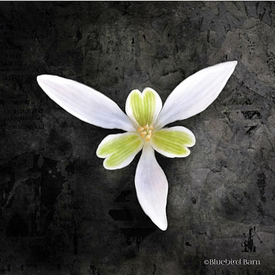 Penny Lane Publishing Contemporary Floral Trillium By Bluebird Barn Art Print - 12 X 12