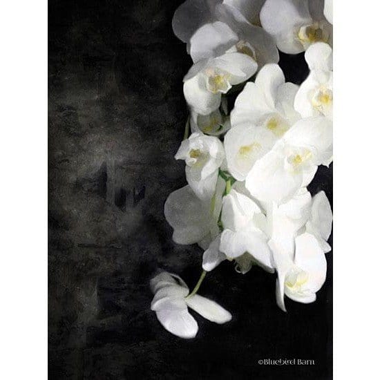 Penny Lane Publishing Contemporary White Orchids By Bluebird Barn Art Print - 12 X 16