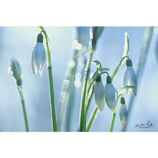 Penny Lane Publishing Couple Of Snowdrops By Martin Podt Art Print - 12 X 18