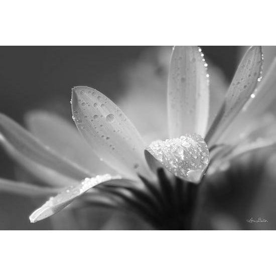 Penny Lane Publishing Daisy By Lori Deiter Art Print - 12 X 18