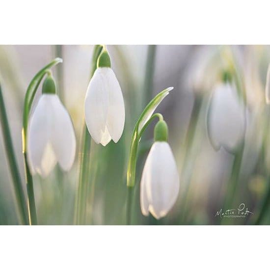 Penny Lane Publishing Delicate By Martin Podt Art Print - 12 X 18