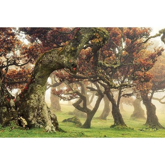 Penny Lane Publishing Fanal By Martin Podt Art Print - 12 X 18