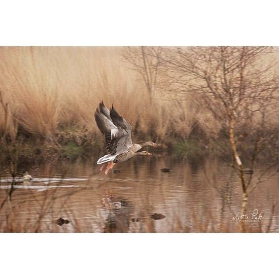 Penny Lane Publishing Fly Away By Martin Podt Art Print - 12 X 18