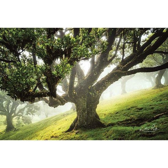 King Of The Forest By Martin Podt Art Print - 12 X 18-Penny Lane Publishing-The Village Merchant