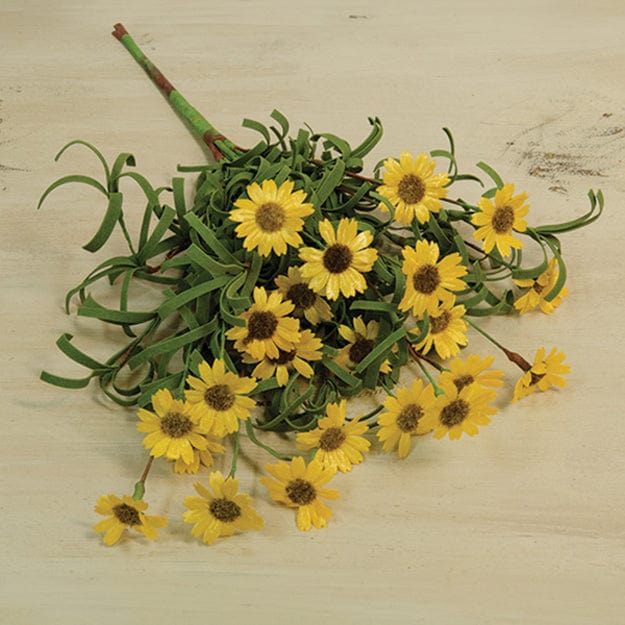 Mini Mountain Daisy Yellow Bush 18&quot; High