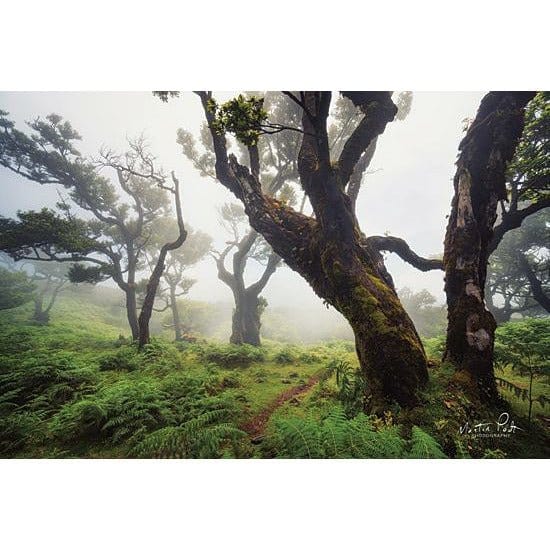 Penny Lane Publishing Perfect Quiteness By Martin Podt Art Print - 12 X 18