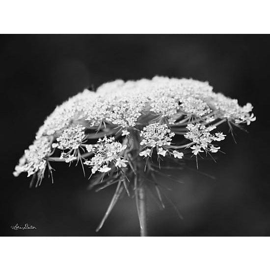 Penny Lane Publishing Queen Anne's Lace By Lori Deiter Art Print - 12 X 16
