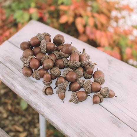 Resin Acorns Fills of Varying Sizes Pack of 35