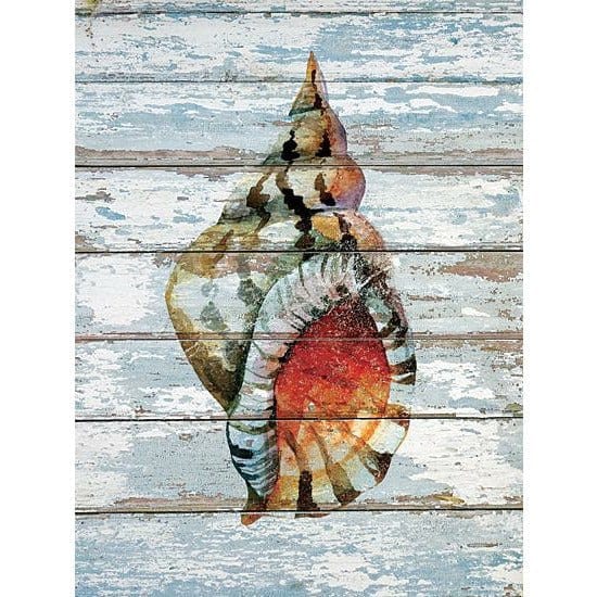 Seashell II By JG Studios Art Print - 12 X 16-Penny Lane Publishing-The Village Merchant