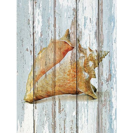 Penny Lane Publishing Seashell III By JG Studios Art Print - 12 X 16