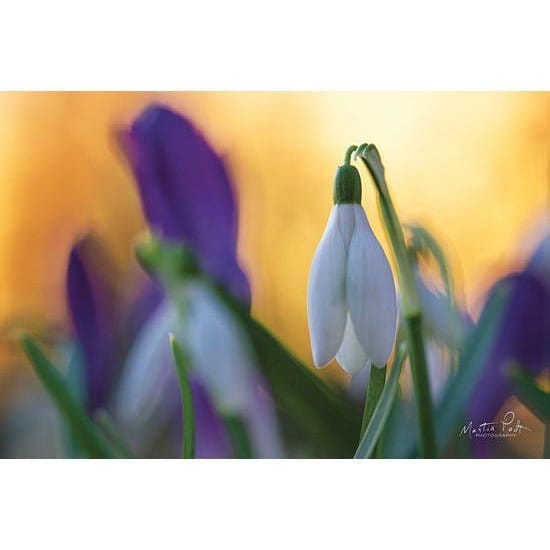 Snowdrop At Sunset By Martin Podt Art Print - 12 X 18-Penny Lane Publishing-The Village Merchant