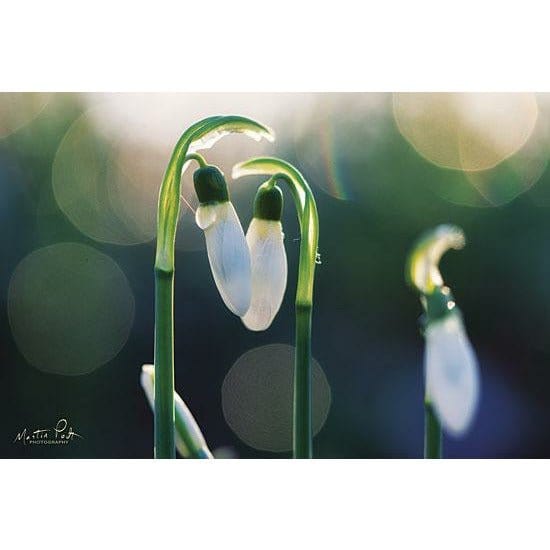 Penny Lane Publishing Snowdrops I By Martin Podt Art Print - 12 X 18