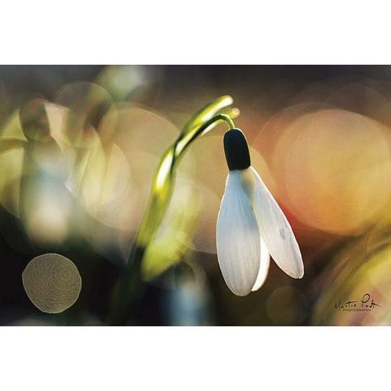 Penny Lane Publishing Snowdrops III By Martin Podt Art Print - 12 X 18