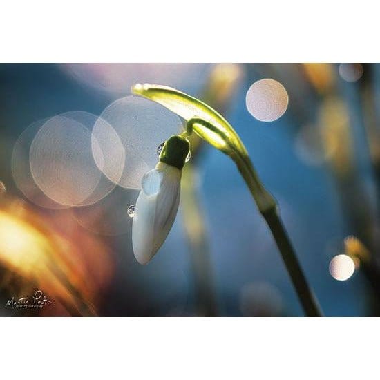 Penny Lane Publishing Snowdrops Iv By Martin Podt Art Print - 12 X 18