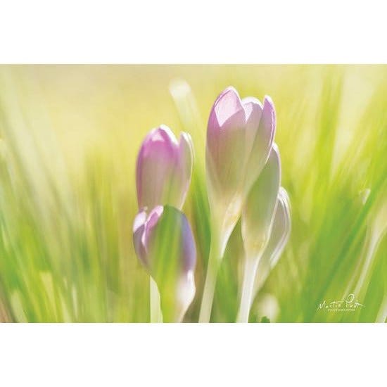 Penny Lane Publishing Soft Crocus By Martin Podt Art Print - 12 X 18