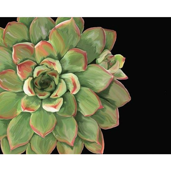 Penny Lane Publishing Succulent Elegans II By JG Studios Art Print - 12 X 16