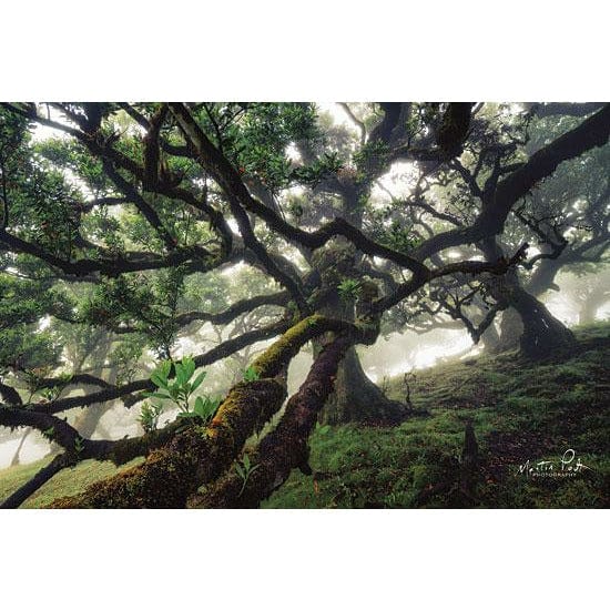 Tentacles By Martin Podt Art Print - 12 X 18-Penny Lane Publishing-The Village Merchant