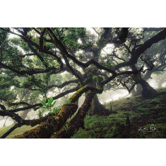 Tentacles By Martin Podt Art Print - 12 X 18-Penny Lane Publishing-The Village Merchant