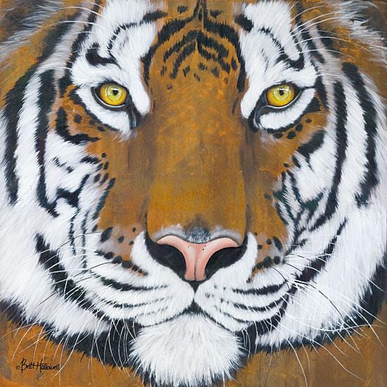 Tiger Gaze By Britt Hallowell Art Print - 12 X 12-Penny Lane Publishing-The Village Merchant