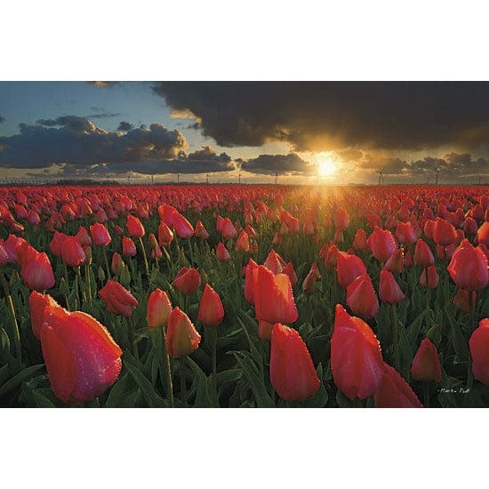 Tulips At Sunset By Martin Podt Art Print - 12 X 18-Penny Lane Publishing-The Village Merchant