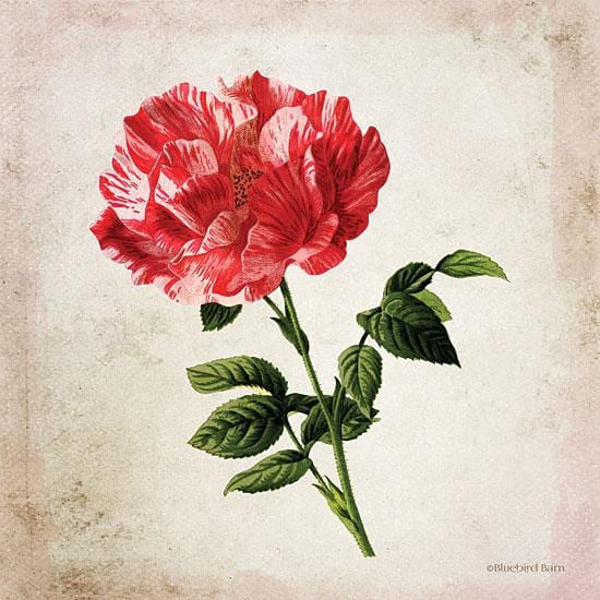 Penny Lane Publishing Vintage Bicolor Red Rose By Bluebird Barn Art Print - 12 X 12