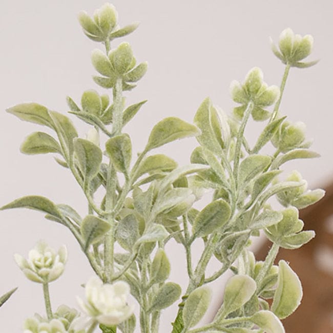 lavender star flower bush White Star Lavender Buds Bush 12"